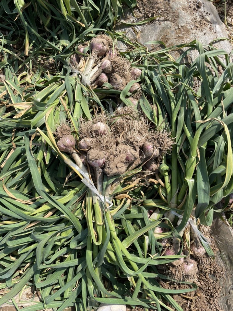 饶阳本地大蒜大量上市个中全程智能头足有需要的联系我