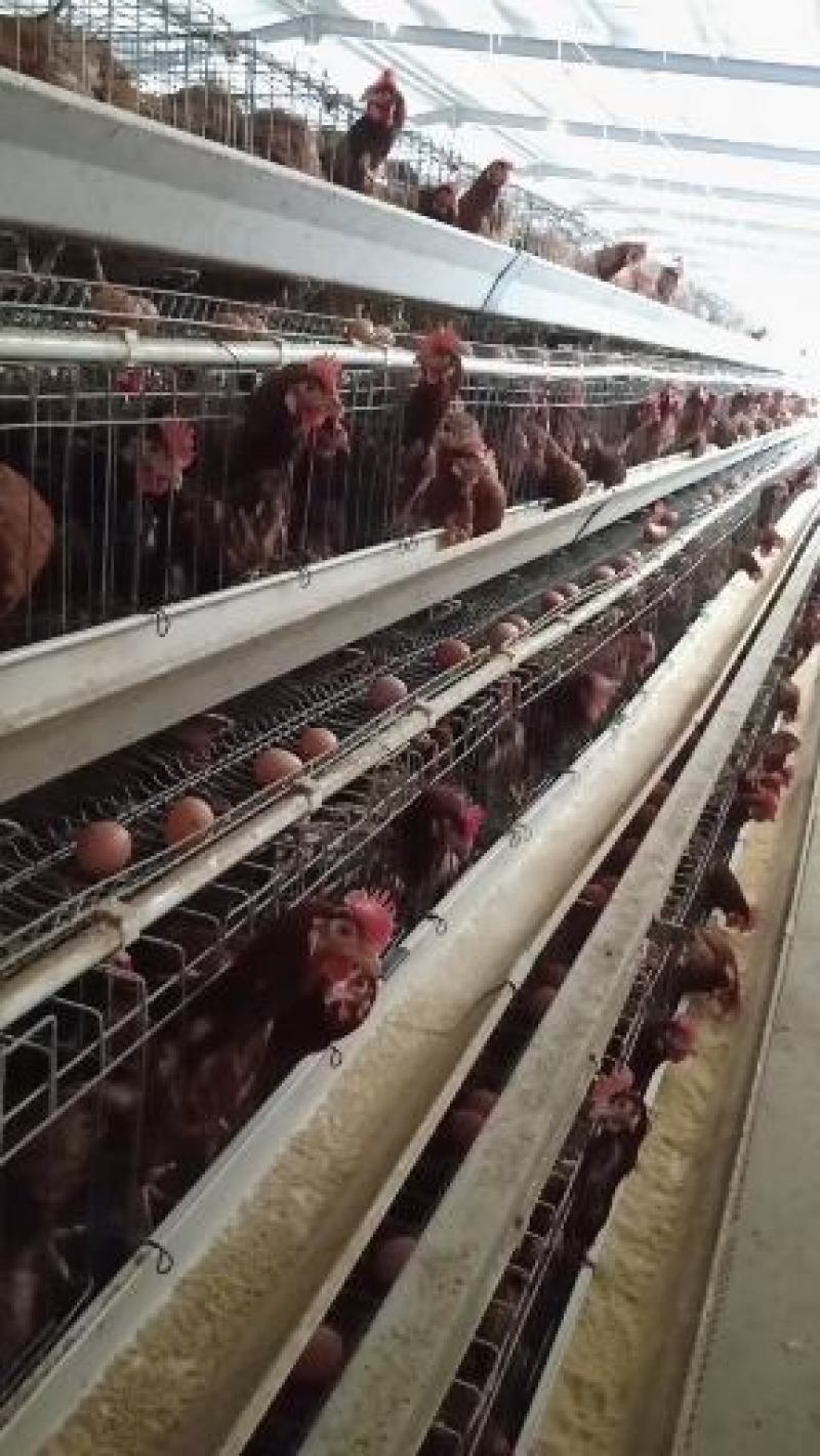 红壳鸡蛋（干净新鲜，无中间商）大中小码，规格全，价格优