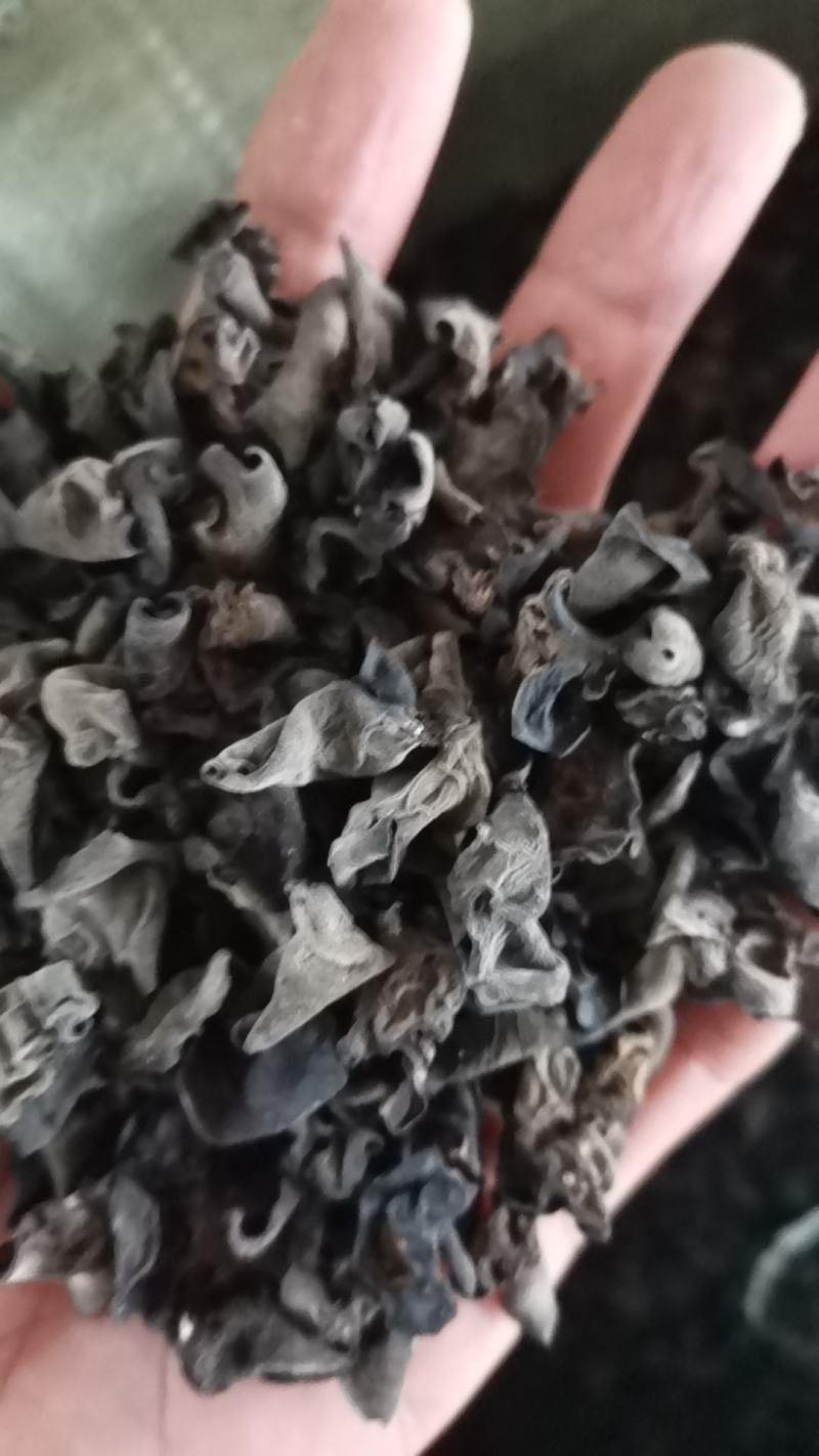 东北黑木耳大棚二黄木耳原干货高泡发1.0-1.3-1.5