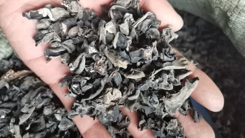 东北黑木耳大棚二黄木耳原干货高泡发1.0-1.3-1.5