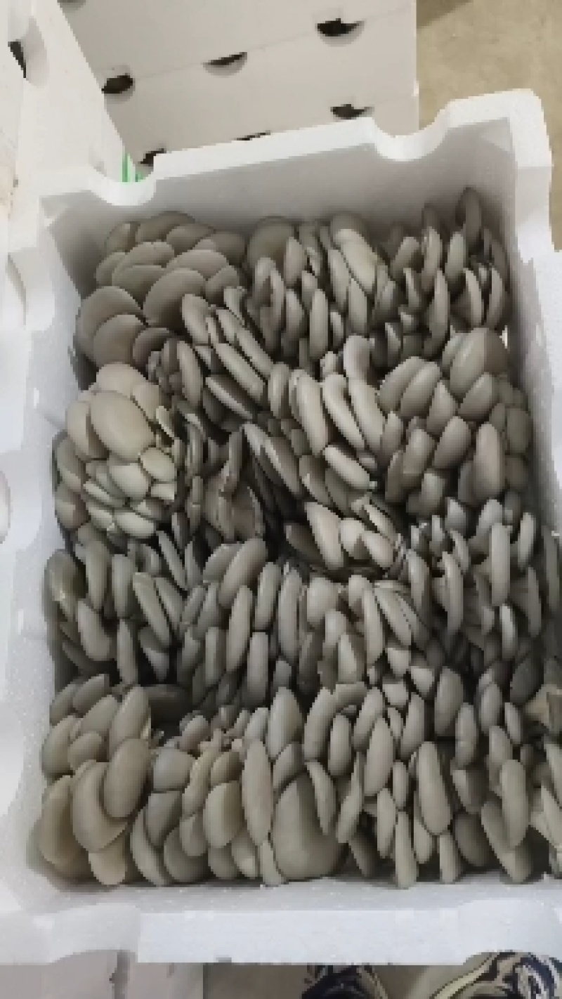 平菇