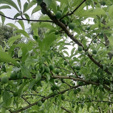 质量保证，拒绝假货。