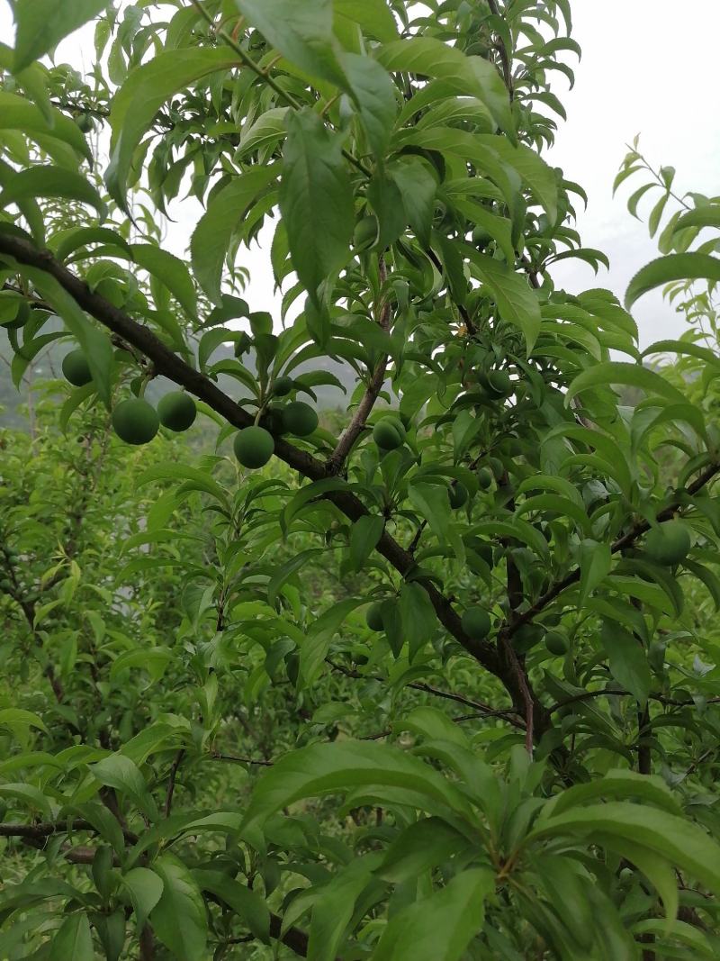 质量保证，拒绝假货。