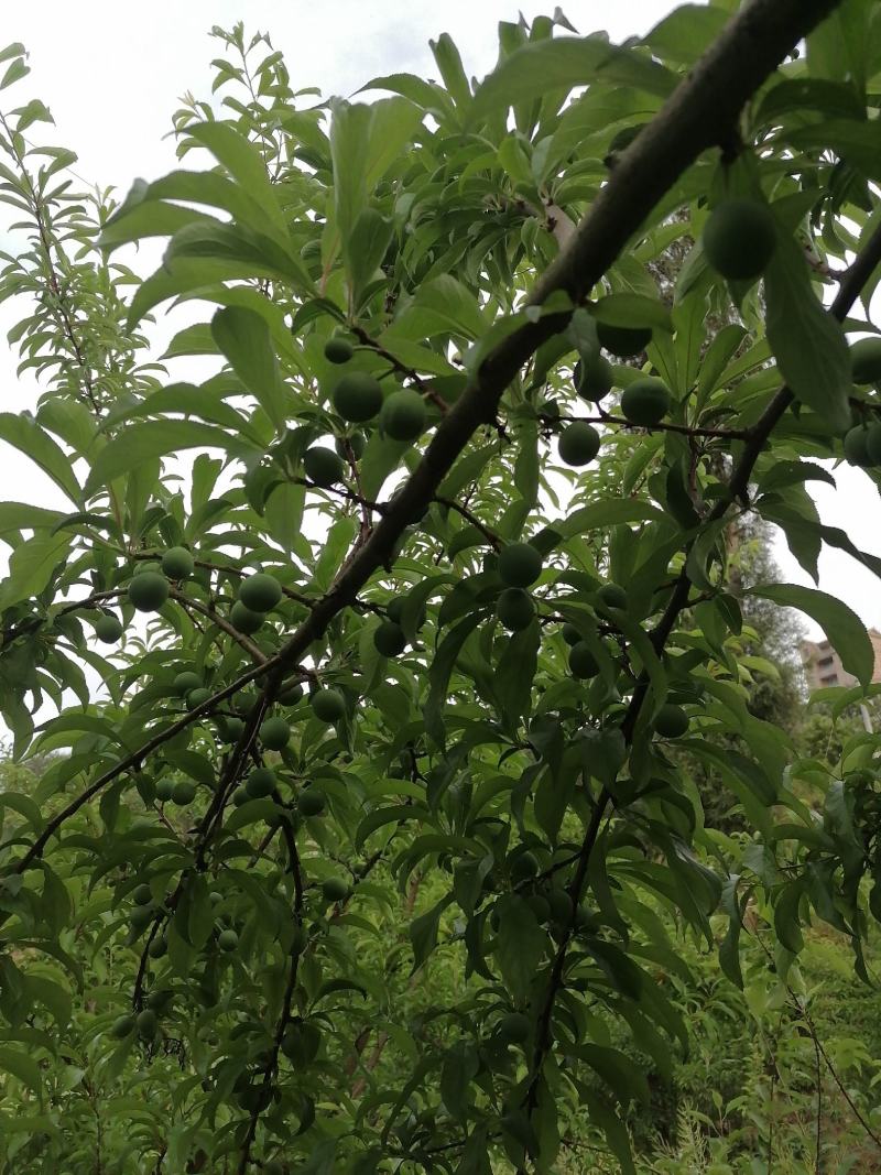 质量保证，拒绝假货。