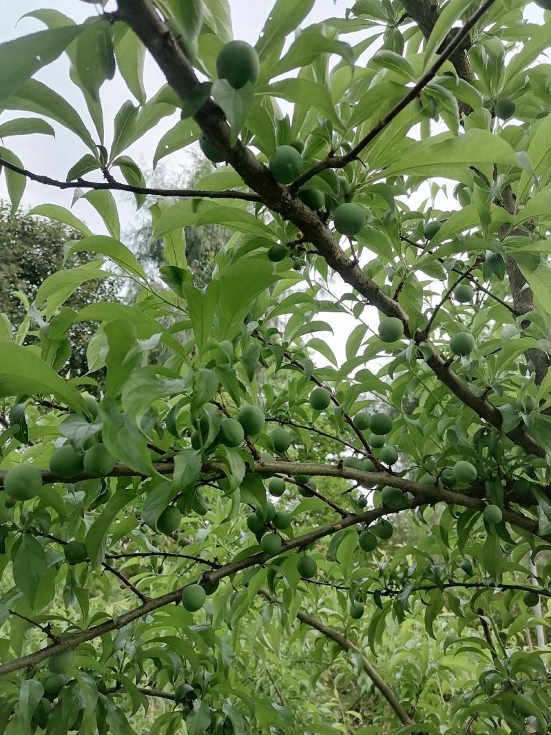 质量保证，拒绝假货。