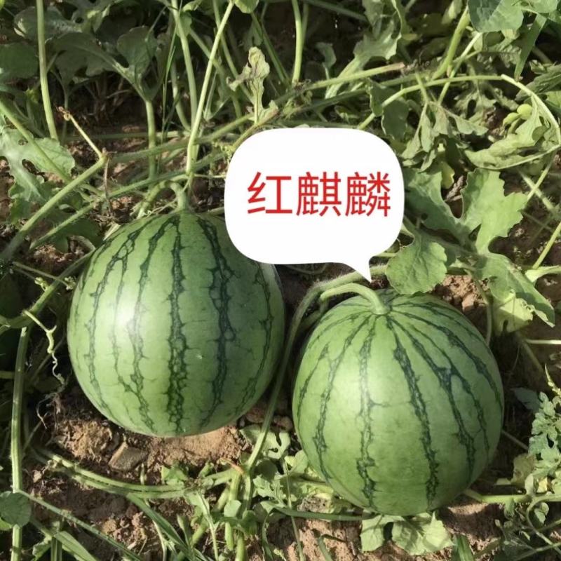 红麒麟礼品小西瓜种子迷你小圆瓜甜高糖绿皮红瓤多汁