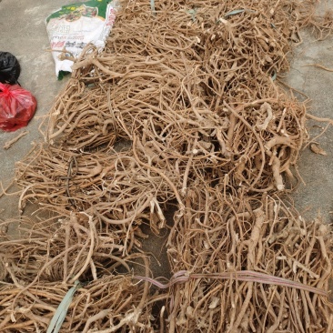 野生的五指毛桃，广西货，香香的，有货，大量批发