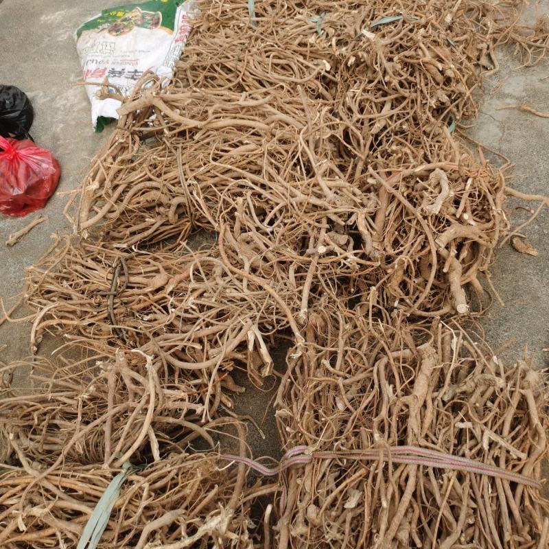 野生的五指毛桃，广西货，香香的，有货，大量批发
