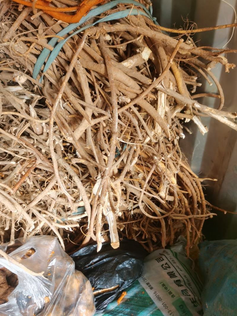 野生的五指毛桃，广西货，香香的，有货，大量批发
