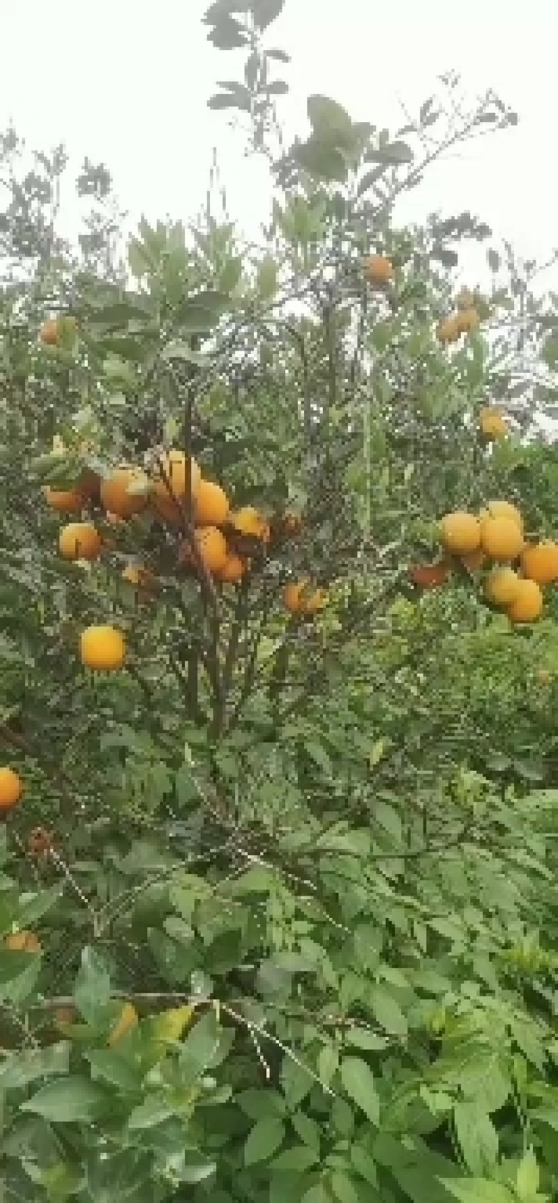 湖南江永夏橙皮薄肉甜多汁，欢迎老板来定购