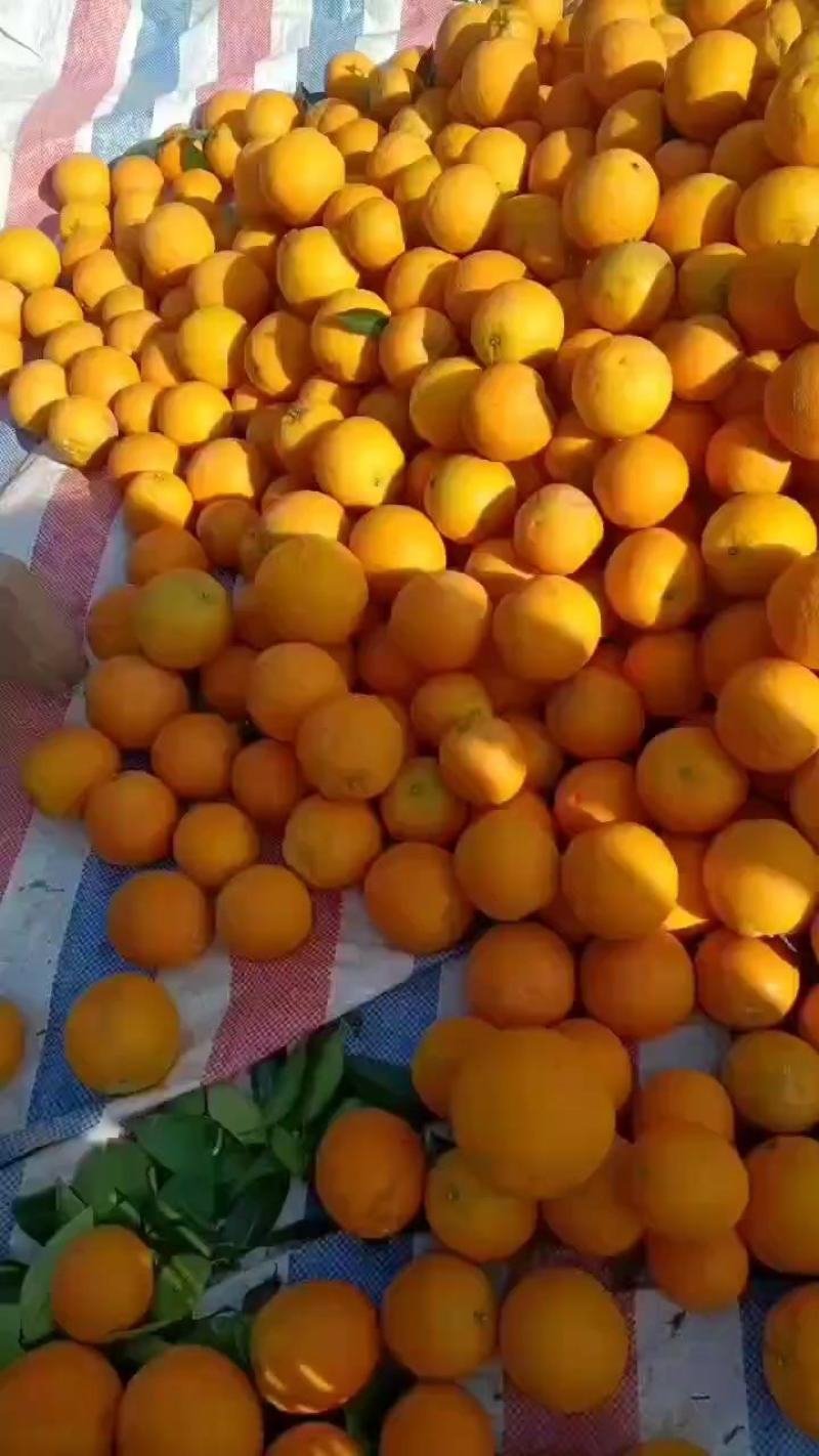 湖南江永夏橙皮薄肉甜多汁，欢迎老板来定购