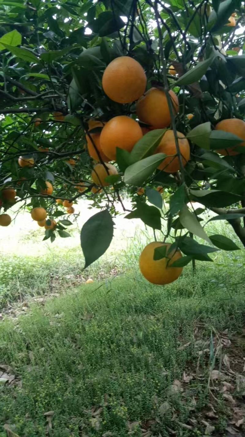 湖南江永夏橙皮薄肉甜多汁，欢迎老板来定购