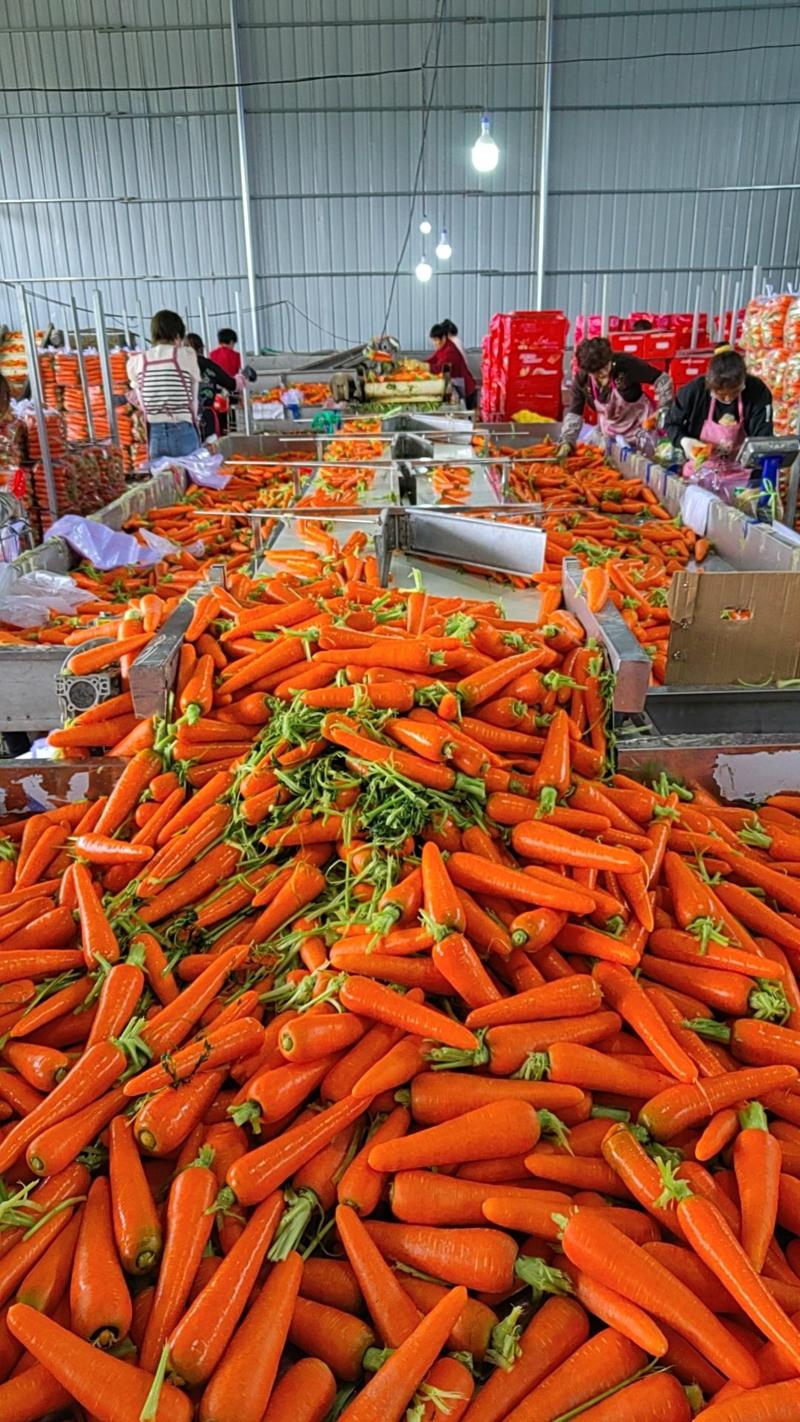 萧县胡萝卜基地水洗大量上市中，物美价廉，可全国发货