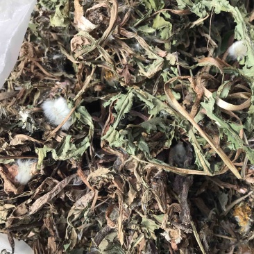 浦公英陕南秦岭山脉生长，天然，自然凉干。