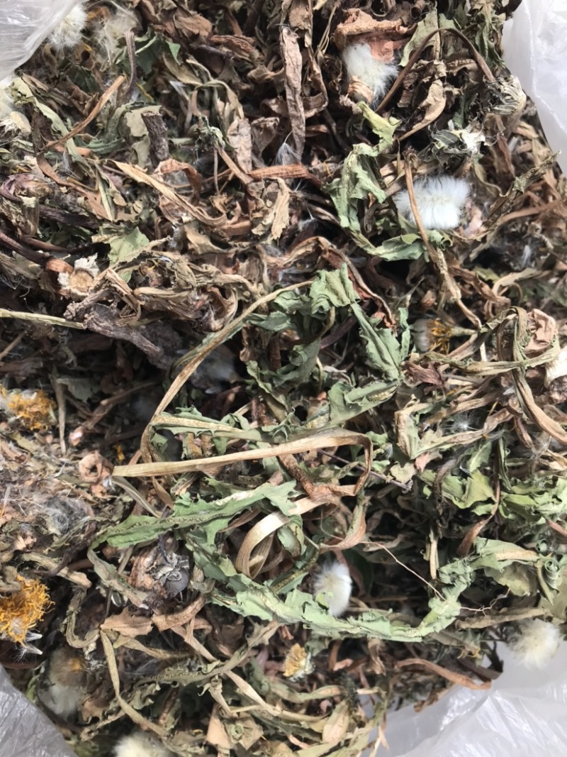 浦公英陕南秦岭山脉生长，天然，自然凉干。
