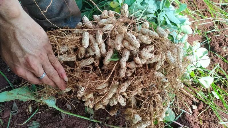 广东湛江的红米花生