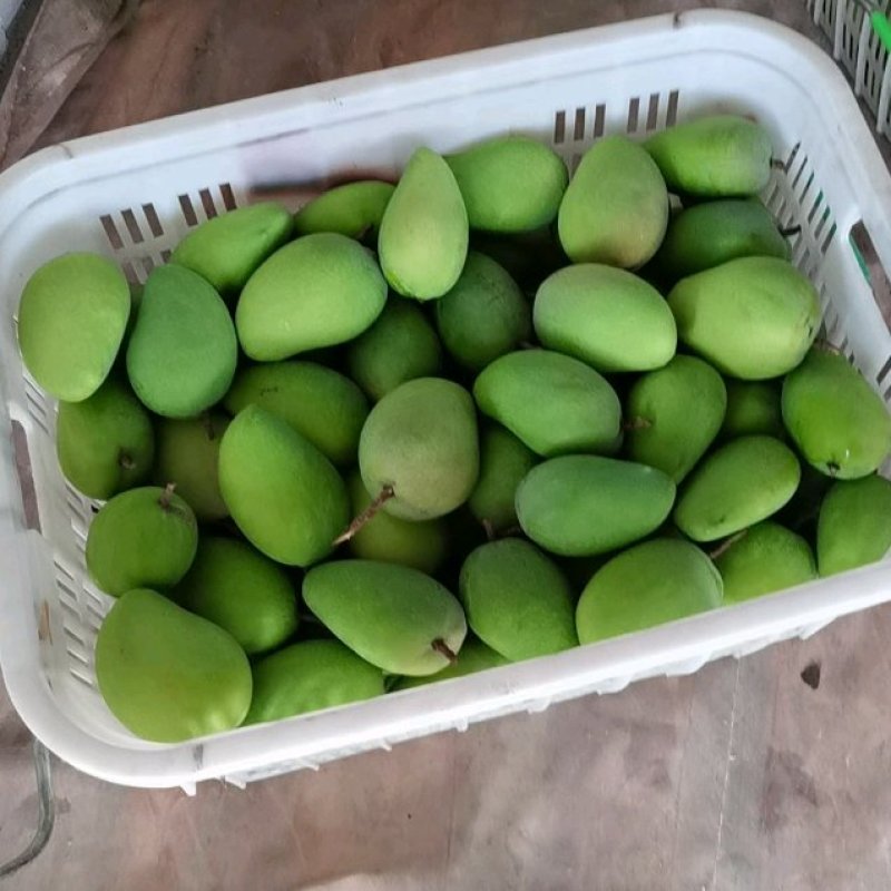 元江芒果大量上市