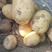 河南土豆荷兰十五v7黄心土豆大量上市货源充足产地批发！