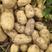 河南土豆荷兰十五v7黄心土豆大量上市货源充足产地批发！