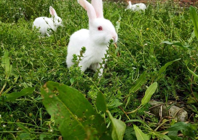 新西兰伊拉种兔纯种基地直发包技术包成活欢迎电联
