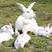 新西兰伊拉种兔纯种基地直发包技术包成活欢迎电联