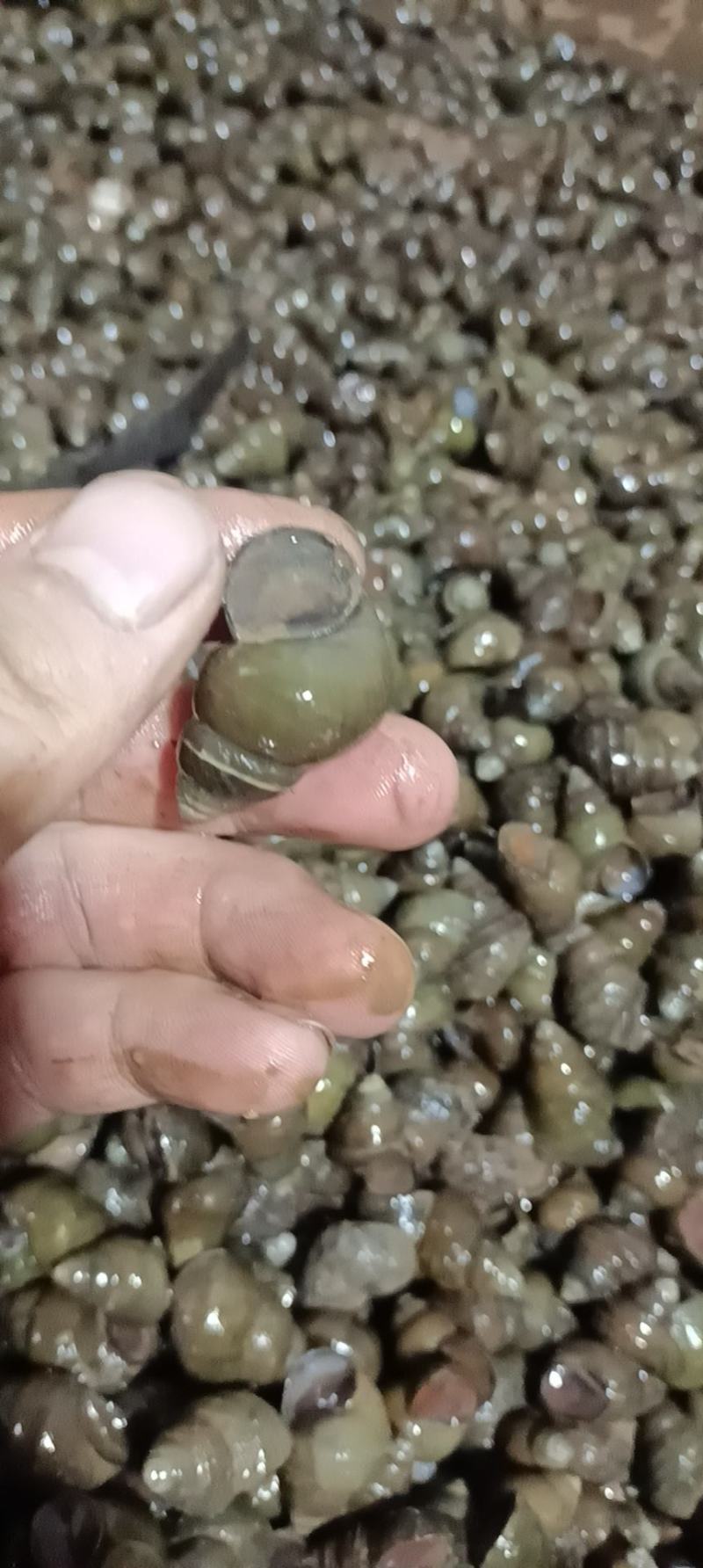 螺狮，蚂蝗螺，自家养殖，量大