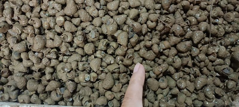 螺狮，蚂蝗螺，自家养殖，量大