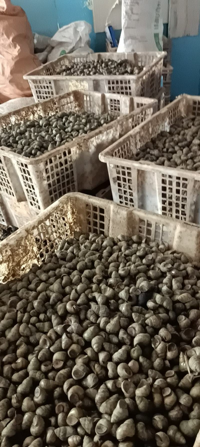 螺狮，蚂蝗螺，自家养殖，量大