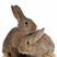 湖南基地直发比利时种兔兔苗包技术包成活纯种品质