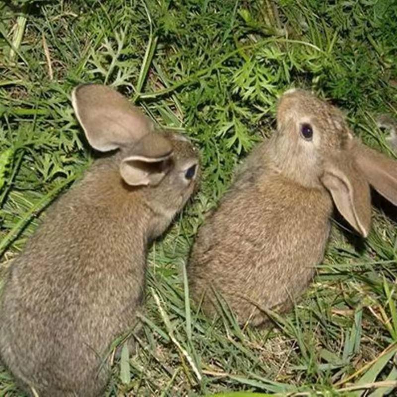 湖南基地直发比利时种兔兔苗包技术包成活纯种品质