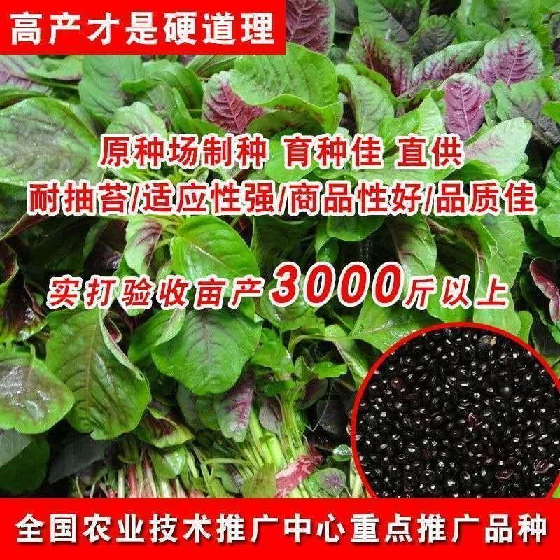 花红苋菜种子圆叶青苋菜籽全红苋菜春秋冬四季播种种子