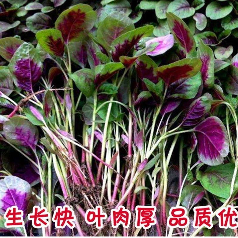 花红苋菜种子圆叶青苋菜籽全红苋菜春秋冬四季播种种子