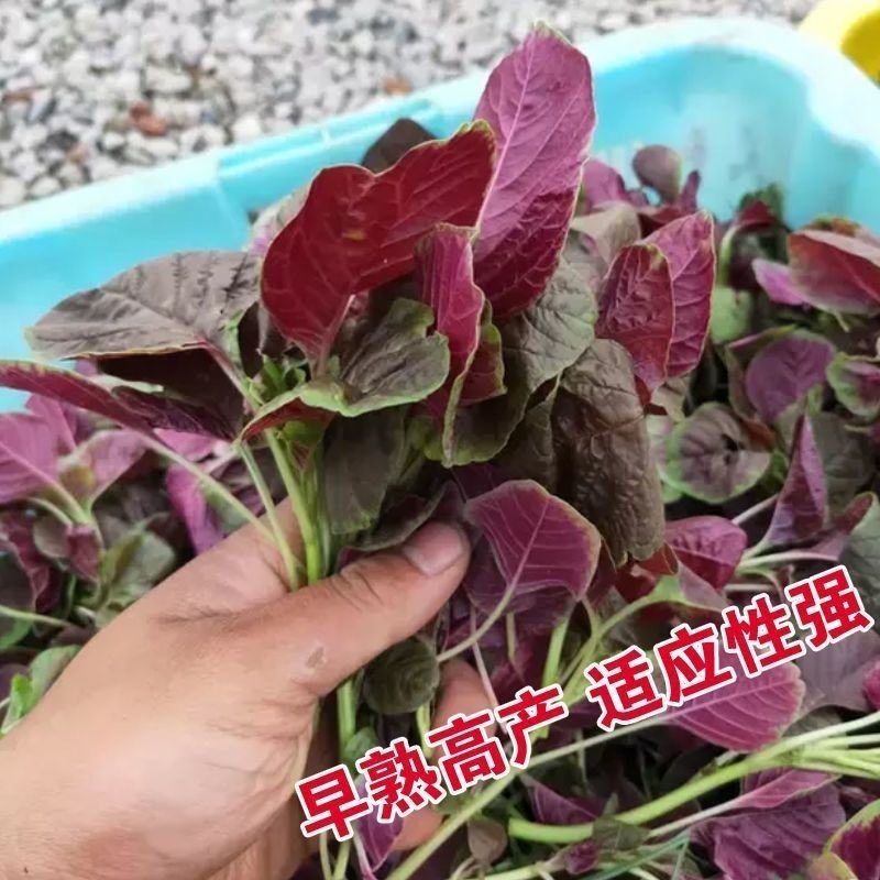 花红苋菜种子圆叶青苋菜籽全红苋菜春秋冬四季播种种子