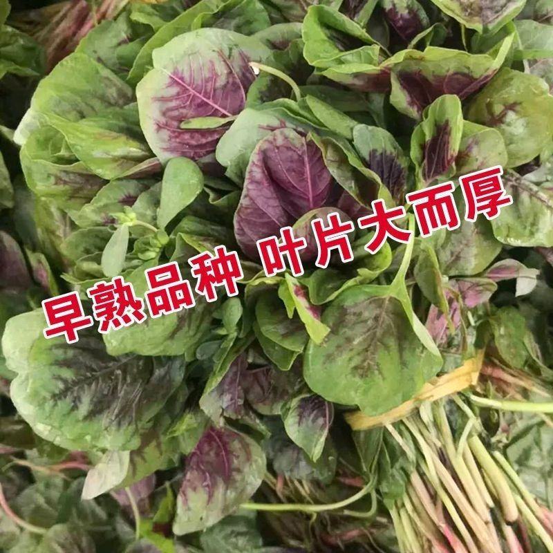 花红苋菜种子圆叶青苋菜籽全红苋菜春秋冬四季播种种子