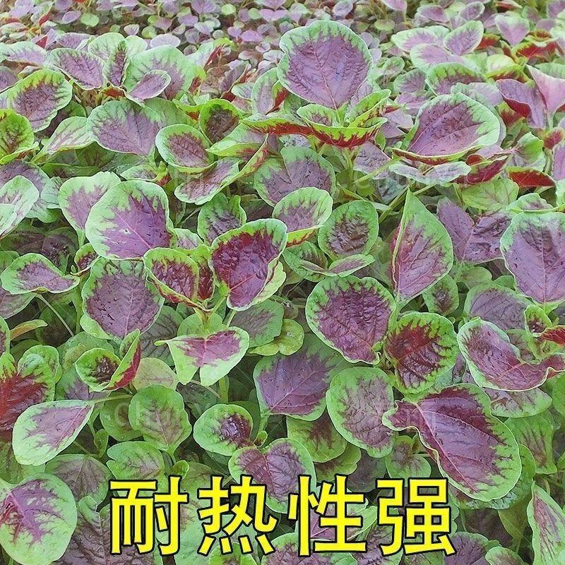 花红苋菜种子圆叶青苋菜籽全红苋菜春秋冬四季播种种子