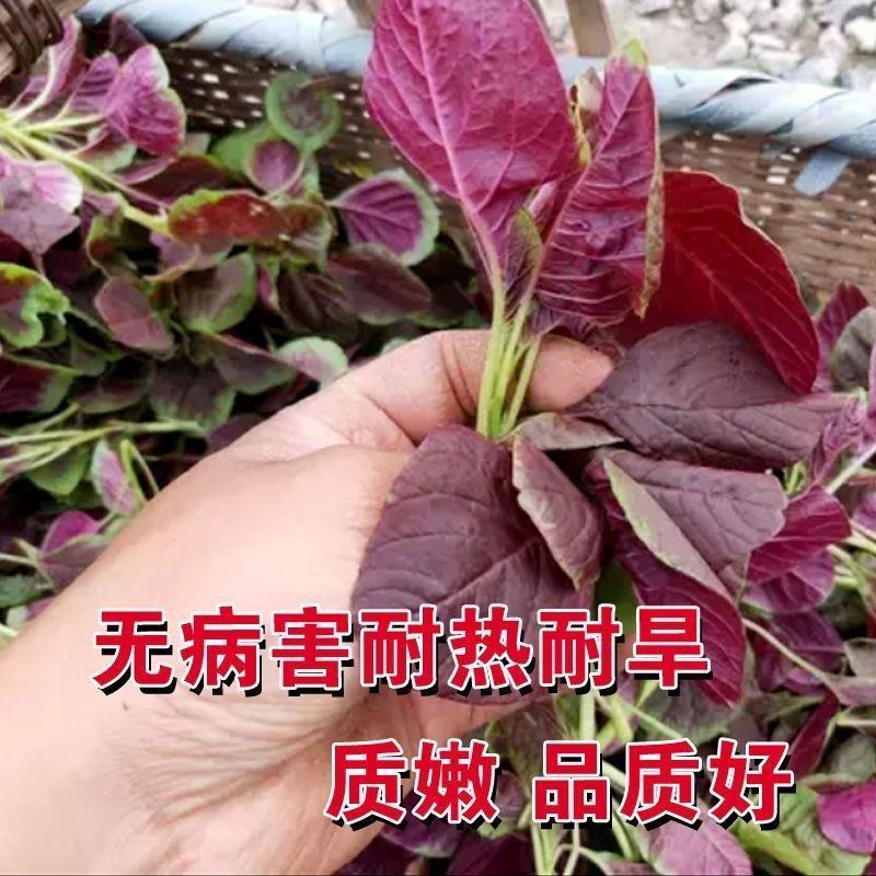 花红苋菜种子圆叶青苋菜籽全红苋菜春秋冬四季播种种子