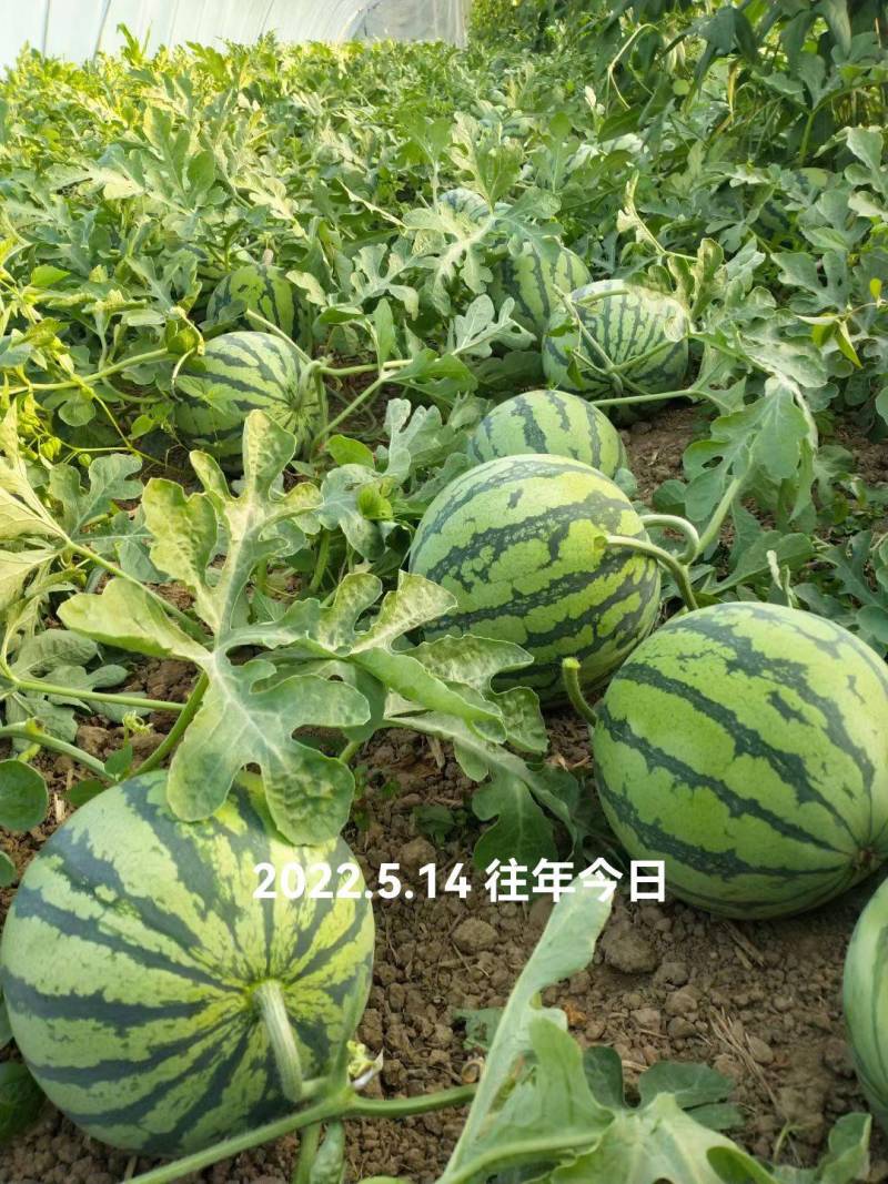 大鹏精品无籽美都西瓜，皮薄汁多，糖分高