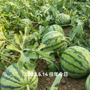 大鹏精品无籽美都西瓜，皮薄汁多，糖分高