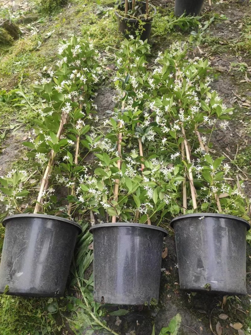 风车茉莉30cm-3米高基地直销双色杯1加2加5加仑