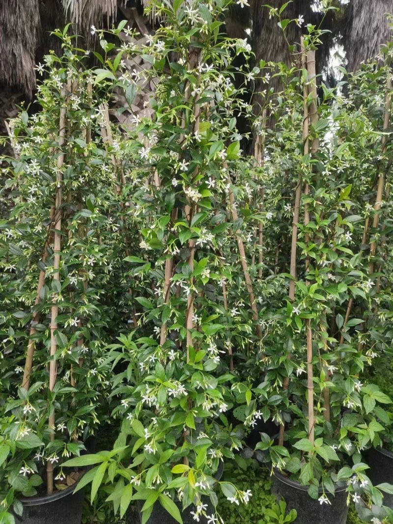 风车茉莉30cm-3米高基地直销双色杯1加2加5加仑