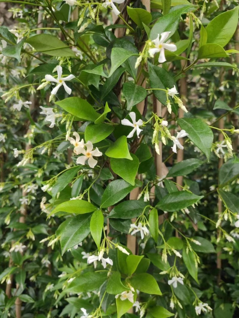 风车茉莉30cm-3米高基地直销双色杯1加2加5加仑