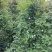 多花素馨1米—3米长加仑盆爬藤本植物基地直销