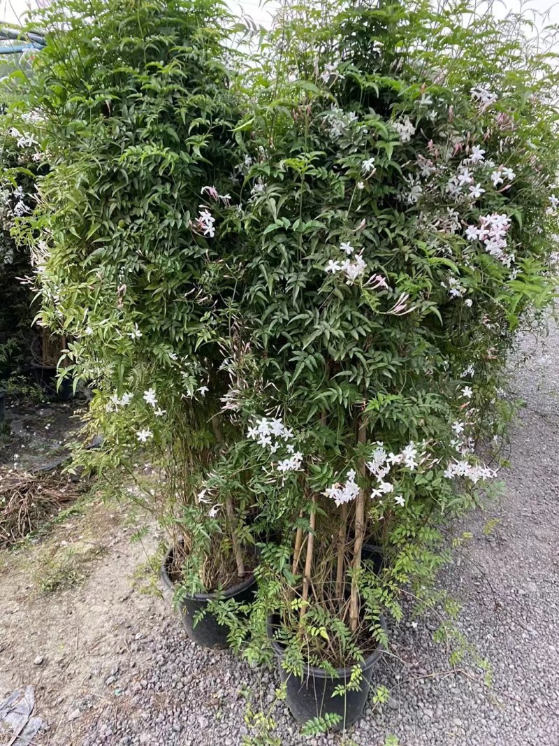多花素馨1米—3米长加仑盆爬藤本植物基地直销