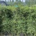 多花素馨1米—3米长加仑盆爬藤本植物基地直销