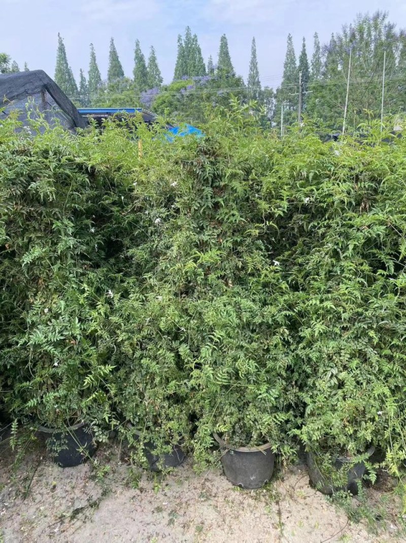 多花素馨1米—3米长加仑盆爬藤本植物基地直销