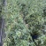 多花素馨1米—3米长加仑盆爬藤本植物基地直销