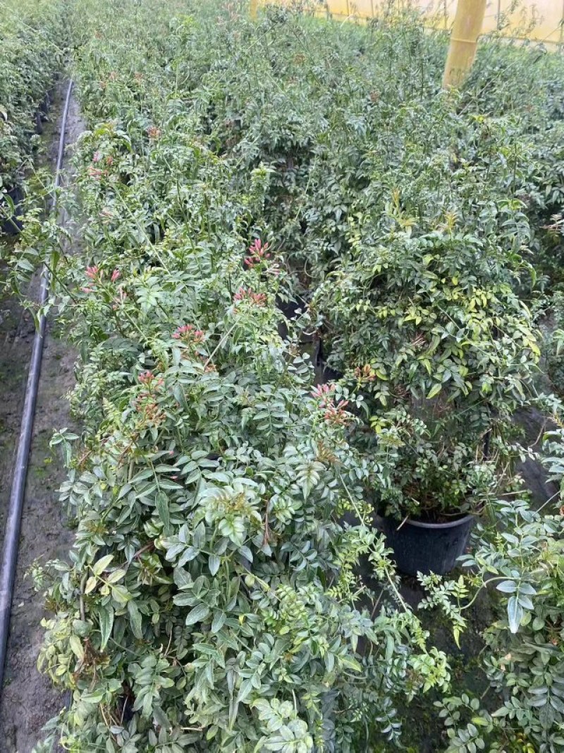 多花素馨1米—3米长加仑盆爬藤本植物基地直销