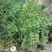 多花素馨1米—3米长加仑盆爬藤本植物基地直销