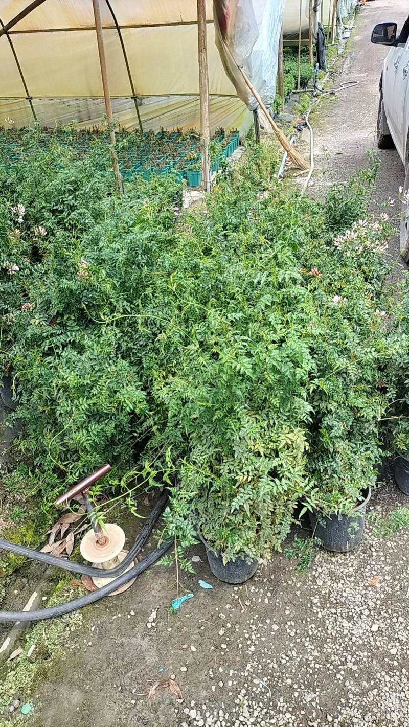多花素馨1米—3米长加仑盆爬藤本植物基地直销