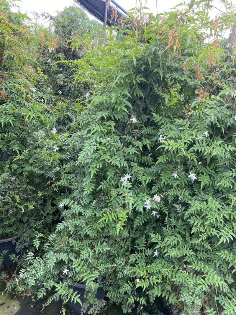 多花素馨1米—3米长加仑盆爬藤本植物基地直销